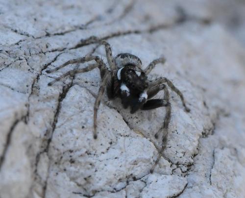 Menemerus semilimbatus